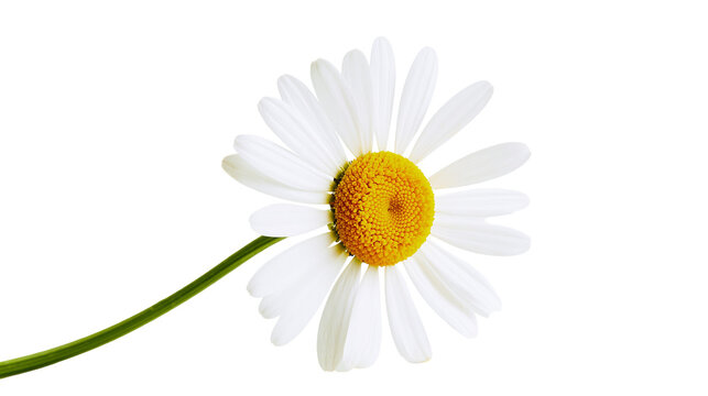 White daisy with yellow center and green stem, isolated on transparent background