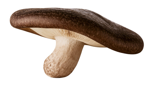 Dark brown shiitake mushroom with textured cap and gills, isolated on transparent background