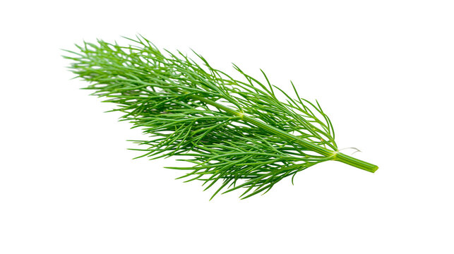 Fresh green dill herb sprig, isolated on transparent background