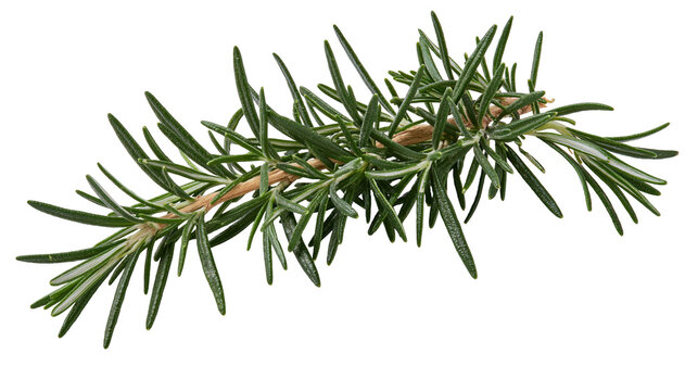 Fresh green rosemary sprig with needle-like leaves, isolated on transparent background