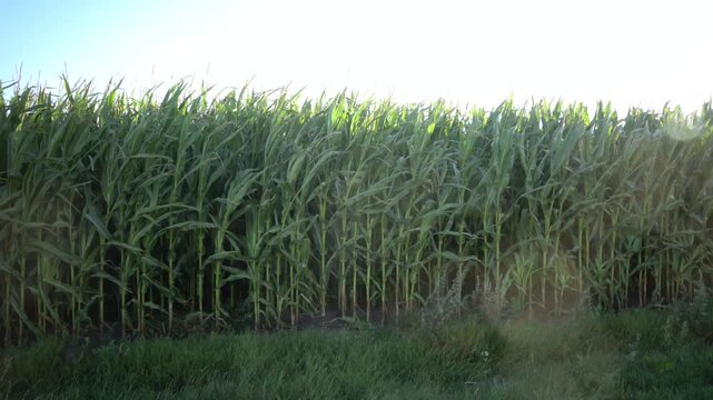 Hjorring, Denmark Cornfields in the morning sun. 