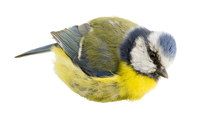 Blue tit bird with yellow breast and blue head feathers © Ari
