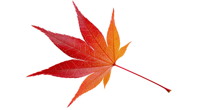 Vibrant red and orange maple leaf with detailed veins, isolated on transparent background