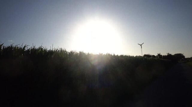 Hjorring, Denmark Cornfields in the morning sun. 
