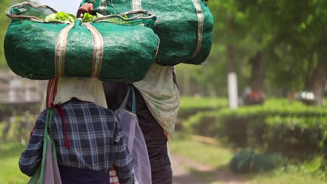 Dibrugarh, Assam, India &ndash; 5 August 2026: Tea workers carry large bags filled with freshly harvested tea leaves through a tea plantation, documenting the physical labor and traditional methods involved