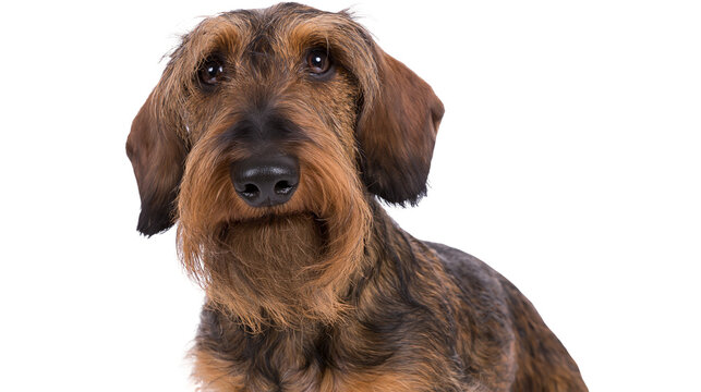 Wirehaired Dachshund dog portrait with brown and black fur