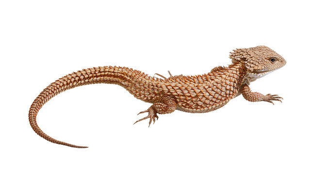 Spiny-tailed lizard with textured scales and spiky crest