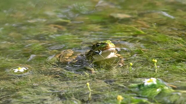 Close-up video of a green frog eating a small damselfly among aquatic plants and flowers
