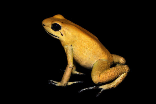 Golden Poison Arrow Frog (Phyllobates terribilis) close-up isolated on black background. Colourful bright yellow tropical frog.