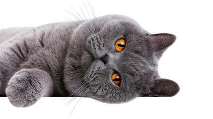 British Shorthair cat with bright orange eyes lying down © Ari
