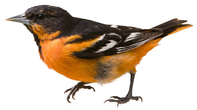 Baltimore Oriole bird with black and orange plumage