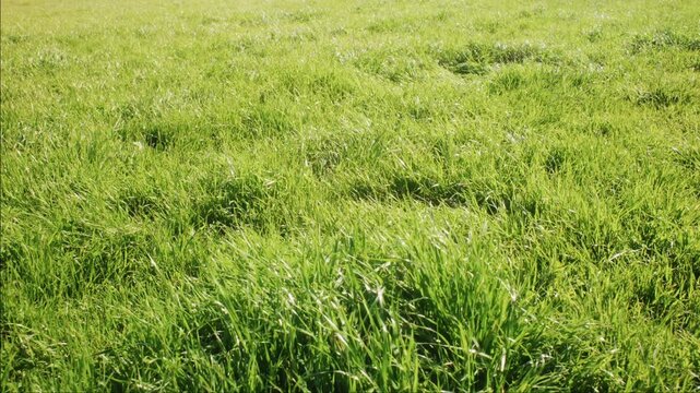 A dense field of green grass rustles gently in a soft afternoon breeze