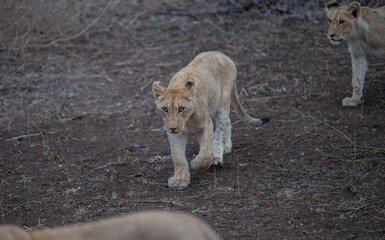 Lion in the bush of Kruger National Park South Africa © Natascha