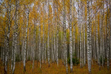 Fotobehang Berkenbos Autumn birch grove with dense white tree trunks near Molebka  © Pavel