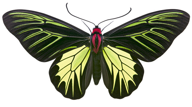 Black and yellow butterfly with green stripes on wings
