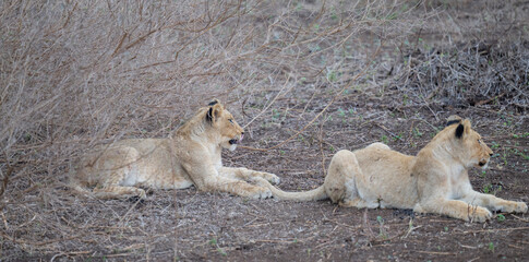 Lion in the bush of Kruger National Park South Africa © Natascha