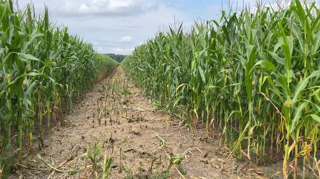 Long Passage Between Dense Rows of Tall Green Corn Plants with Exposed Soil and Plant Remains Creating Strong Perspective Across an Agricultural Field