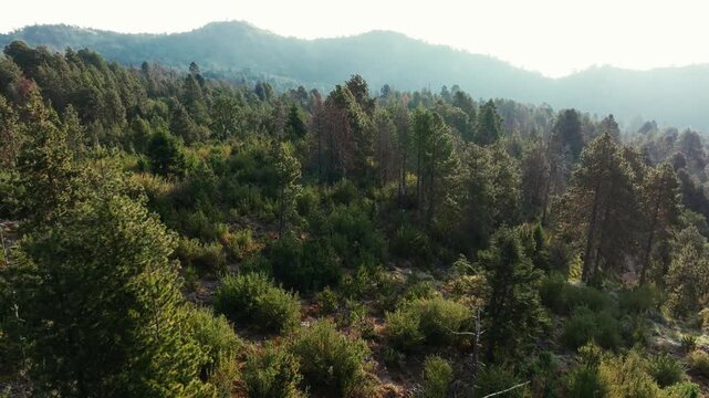 Flyover Dense Pine Forest Over Mountains In Nevado de Colima National Park, Mexico. Aerial Drone Shot
