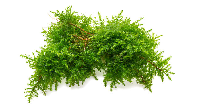 green aquatic java moss, 