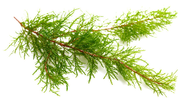 green aquatic java moss, 