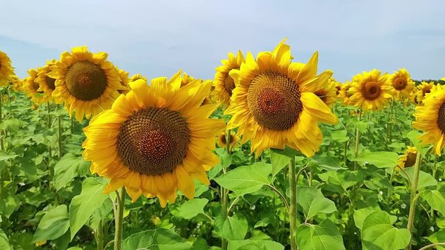 Closeup sunflower head in expansive field of yellow blooms beneath soft sky, with sharp petals, rich central disk, and layered floral rows fading toward distant trees