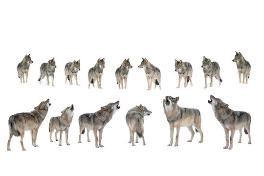 set of grey wolves standing and howling on white.
