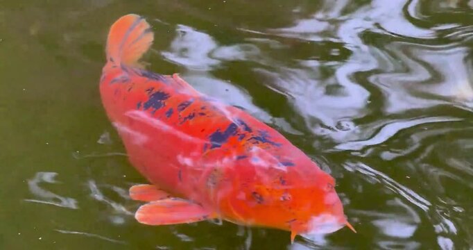 Orange koi fish swimming in dark pond water with ripples showing graceful aquatic movement.