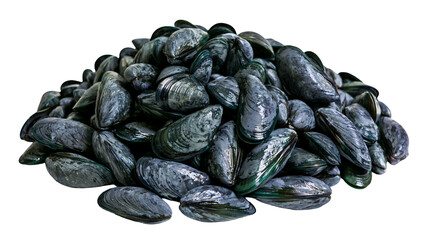 Pile of fresh green-lipped mussels with dark shells © Ari
