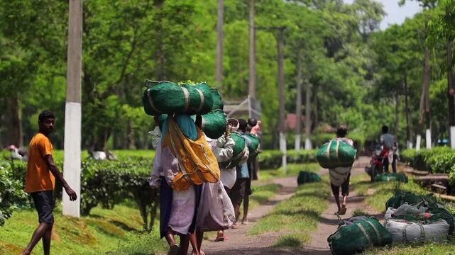 Dibrugarh, Assam, India &ndash; 5 August 2026: Tea workers carry large bags filled with freshly harvested tea leaves along a plantation pathway