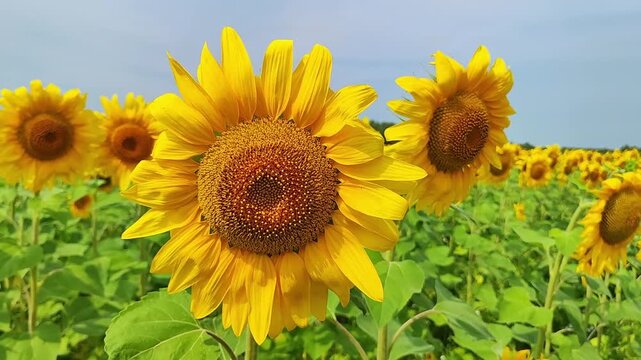 Closeup sunflower head in expansive field of yellow blooms beneath soft sky, with sharp petals, rich central disk, and layered floral rows fading toward distant trees