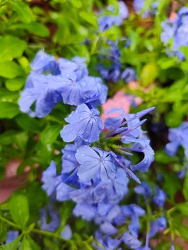 A close-up shot of vibrant blue plumbago (Plumbago auriculata) blossoms covered with glistening raindrops, set against lush green foliage to showcase soft floral textures and botanical beauty 