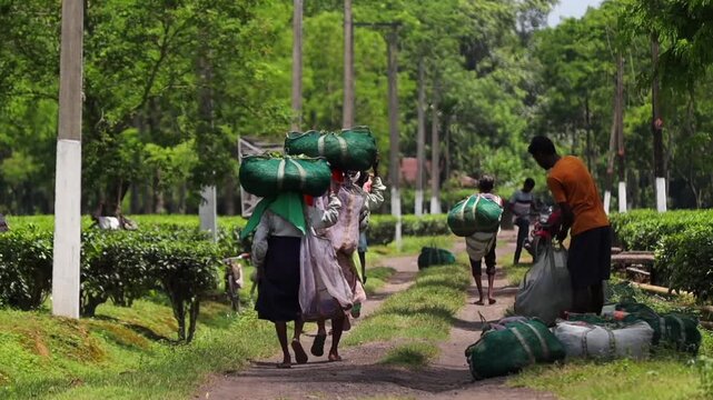 Dibrugarh, Assam, India &ndash; 5 August 2026: Tea workers transport large bags filled with freshly harvested tea leaves along a plantation pathway, documenting the daily agricultural work .