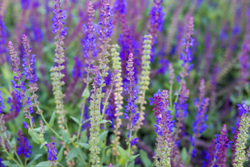 Fototapeta premium Dense field of blooming purple sage flowers with green foliage in summer. Colorful floral background featuring ornamental flowering plants in natural outdoor light.
