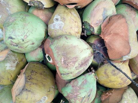 Pile of trimmed green young coconuts