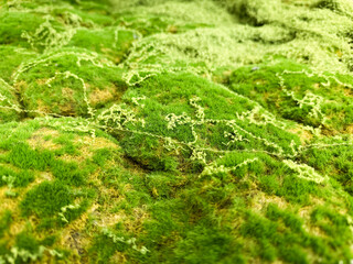 Fototapeta premium Enchanting Textures of Lush Green Moss in Nature's Palette