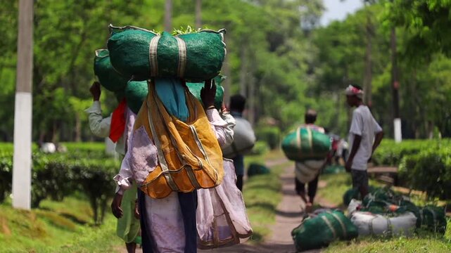Dibrugarh, Assam, India &ndash; 5 August 2026: Tea workers carry large bags filled with freshly harvested tea leaves through a tea plantation, documenting the daily work and traditional harvesting practices