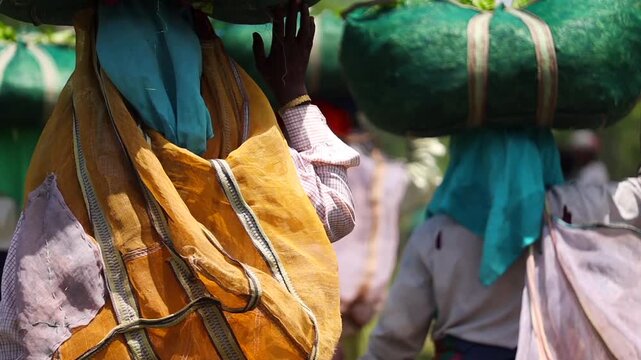 Dibrugarh, Assam, India &ndash; 5 August 2026: Tea workers carry large bags filled with freshly harvested tea leaves through a tea plantation