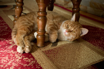Cat resting under a wooden table in a living room with a patterned rug © mira_y