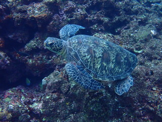 サンゴ礁の岩場を泳ぐアオウミガメの水中撮影 © INF.Blue