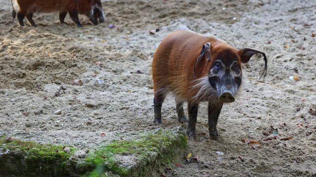 Red river hog, Potamochoerus porcus, also known as the bush pig. This pig has an acute sense of smell to locate food underground.
