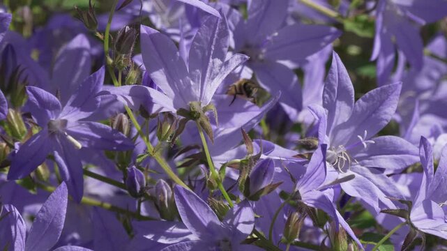 Bellflower flowers bee, close-up shot of blooming purple campanula petals with pollinating insect in summer garden for nature background or botanical projects