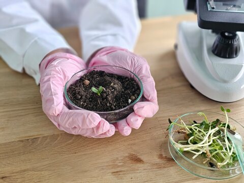 Hands hold a small plant in soil while a microscope is present