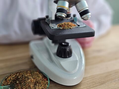 Microscope set up with herbs for inspection during a science experiment in a laboratory