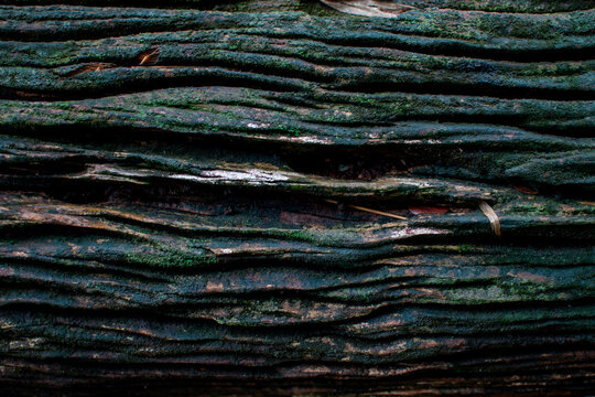 Old wood textured background. Dark driftwood surface, burnt wood brushing.