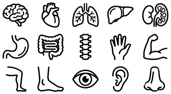 Detailed vector illustration showcasing various human internal organs and external body parts in a medical context