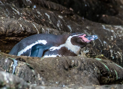 A close up view of a Humboldt penguin lying on a ledge in a cave on the Ballestas Islands, Paracas, Peru in the dry season