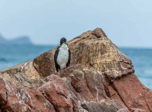 A view of a Red legged Cormorant surveying its surroundings from the top of an islet in the Ballestas Islands, Paracas, Peru in the dry season