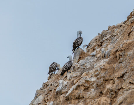 A view of Peruvian boobies exposed on a sleep side of an islet on the Ballestas Islands, Paracas, Peru in the dry season