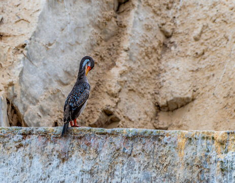 A view of a Red legged Cormorant preening on an islet in the Ballestas Islands, Paracas, Peru in the dry season