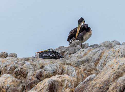 A view of Brown Pelicans resting high up on a rocky islet in the Ballestas Islands, Paracas, Peru in the dry season